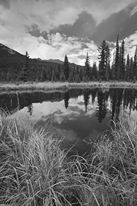 Beaver Ponds on the west side of Rocky Mountain National Park is a popular place to see Moose.  Unfortunately, none were sighted today. - The_Midwest Photograph