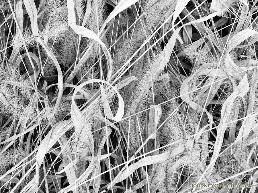 An abstract collection of grasses are flattened from being a bed for a deer over a night. - OPPD Arboretum Photography