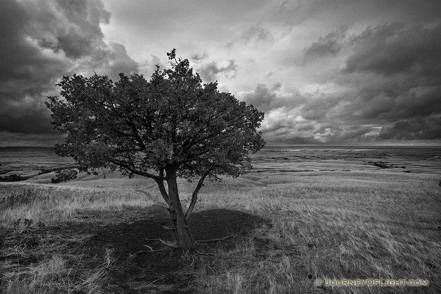 A lone tree watches over the vast prairie while a storm brews on the horizon in the Sage Creek area at Badlands National Park in South Dakota. - Badlands NP Photography