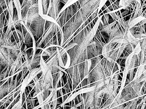 An abstract collection of grasses are flattened from being a bed for a deer over a night. - Nebraska Black and White Nature Photograph
