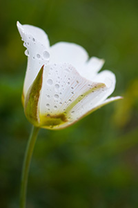 Drops from a recent rainstorm cling to a lovely Mariposa Lily in Toadstool Geologic Park in northwestern Nebraska. - Nebraska Photograph