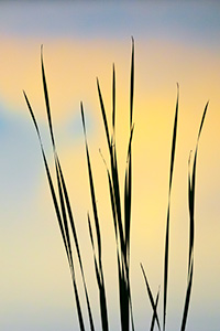 A landscape photograph a silhouette of reeds reflecting the colors of the setting sun on Shadow Lake, Nebraska - Nebraska Photograph