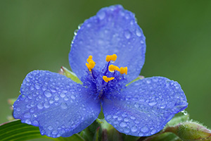 Drops of rain cling to a spiderwort at Ash Hollow State Historical Park in western Nebraska.  Spiderworts bloom only opens for one day. - Nebraska Photograph