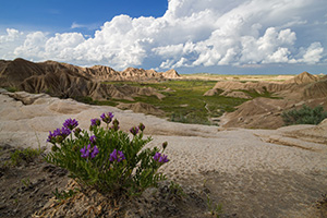 Milk Vetch grows above some of the rock formations found in Toadstool Geologic Park in northwestern Nebraska. - Nebraska Photograph