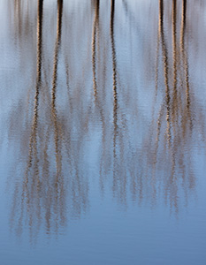 A landscape photograph of Cottonwoods reflected in the water at Shadow Lake, Nebraska - Nebraska Photograph