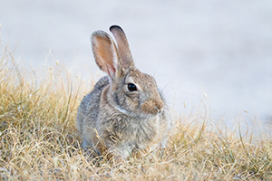 A Nebraska wildlife photograph of a cottontail rabbit at Toadstool Geologic Park. - Nebraska Photograph
