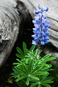A lupine grows in an alpine area near the summit of Mt. Washburn in Yellowstone National Park. - Wyoming Landscape Photograph