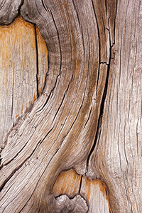 An abstract pattern in a tree trunk on near the top of Mt. Washburn in Yellowstone National Park in Wyoming. - Wyoming Landscape Photograph