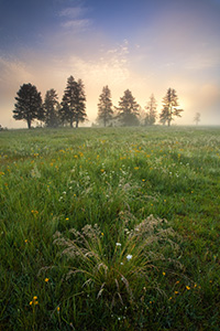 On a cool morning on Elk Meadow in Yellowstone National Park, the sun backlights the trees through a dense fog while verdant grasses fill the foreground. - Wyoming Landscape Photograph