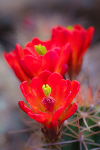Intense crimson flowers burst from cactus through Joshua Tree National Park on a warm April day. - California Photograph
