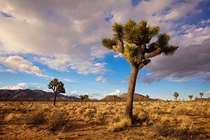 Warm afternoon sun illuminates the desert landscape which is dotted by the unique Joshua Trees in Joshua Tree National Park. - California Landscape Photograph