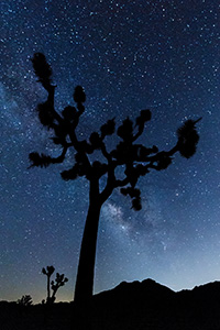 The Milky Way flows across the sky above a Joshua Tree in Joshua Tree National Park, California. - California Landscape Photograph