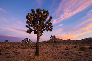 Pinks and purples fill the sky as the last of the trees and landscape radiates the last warm hues of sunset in Joshua Tree National Park. - California Landscape Photograph