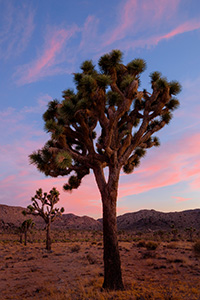 Joshua tree was given its name by a group of Mormons  who crossed the Mojave Desert in the mid-19th century. The unique shape of the trees was reminiscent of Joshua, a Biblica figure who in a story reaches his hands up to the sky in prayer. - California Landscape Photograph