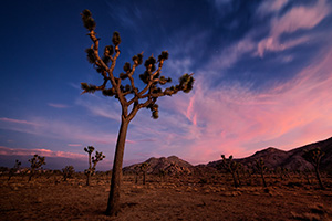 All around me was complete silence.  In this complete quiet the night slowly crept across the landscape and stars begin to appear as the clouds clear above Joshua Tree in Joshua Tree National Park, California. - California Landscape Photograph
