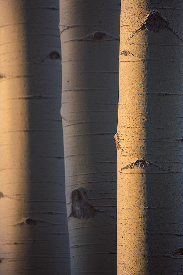 A scenic nature photograph of aspens glowing in the morning sun in the Maroon-Snowmass Wilderness, Colorado. - Colorado Photography