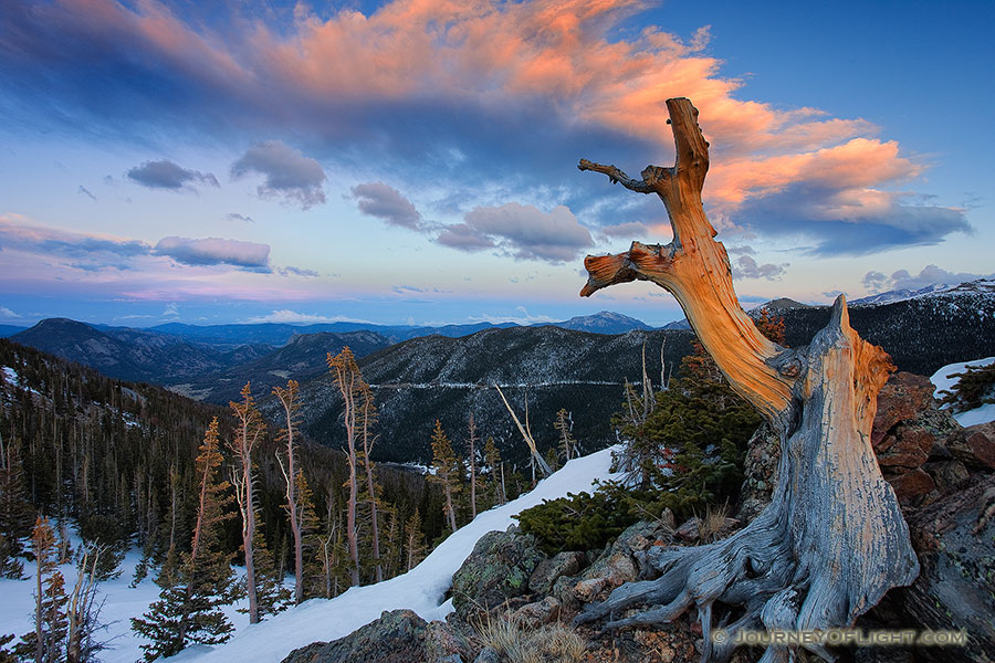 An old tree, barren from the elements and time stands witness near the tundra at Rocky Mountain National Park, Colorado. - Rocky Mountain NP Photography