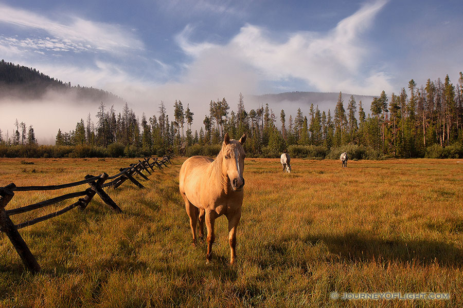 On a warm August day, just after a friend I began our hike into the North Inlet trail near Grand Lake, these friendly horses greeted us, almost welcoming us to our journey ahead. - Colorado Photography