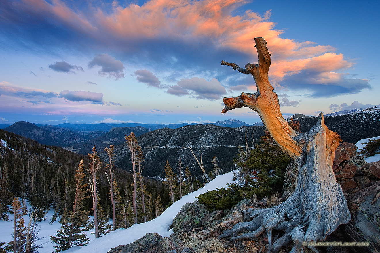 An old tree, barren from the elements and time stands witness near the tundra at Rocky Mountain National Park, Colorado. - Rocky Mountain NP Picture