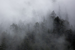Fog clings to trees on a cliff high above the Animas River in southwestern Colorado. - Colorado Landscape Photograph