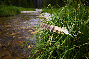 A feather rests on grass near the beginning of the Colorado River near the Lulu City site in Rocky Mountain National Park, Colorado. - Colorado Landscape Photograph