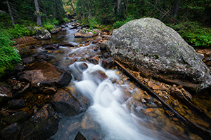 The North Inlet Stream flows west through Rocky Mountain National Park.  Near the stream verdant trees and ferns thrive on the water that runs nearby. - Colorado Landscape Photograph