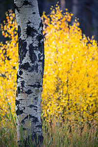 Aspen leaves burst with autumn warm colors in a grove on the west side of Rocky Mountain National Park. - Colorado Nature Photograph