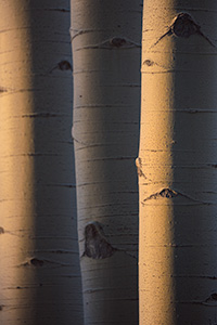 A scenic nature photograph of aspens glowing in the morning sun in the Maroon-Snowmass Wilderness, Colorado. - Colorado Nature Photograph