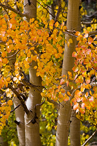 The patterns and colors of an aspen tree in the fall in Colorado. - Colorado Photograph
