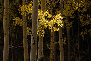 A single patch of aspen leaves are lighted by the filtered sun. - The_Midwest Photograph