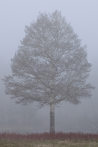 A single aspen emerges from the thick fog in Rocky Mountain National Park, Colorado. - Colorado Photograph