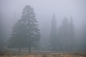 Two trees embrace in the fog at Horseshoe Park in Rocky Mountain National Park, Colorado. - Colorado Photograph