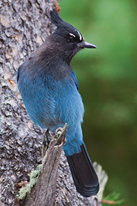 A Steller's Jay is a common sight (and their chirp a common sound) among the forests and trees in Rocky Mountain National Park. - Colorado Photograph
