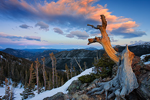 An old tree, barren from the elements and time stands witness near the tundra at Rocky Mountain National Park, Colorado. - Colorado Photograph