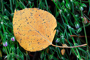 An aspen leaf lies on a bed of green and purple foliage near the Beaver Ponds in Rocky Mountain National Park. - Colorado Photograph