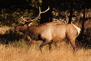 Fresh from a spar, the winner bugles his victory, the sound echoing throughout the valley. - Colorado Photograph