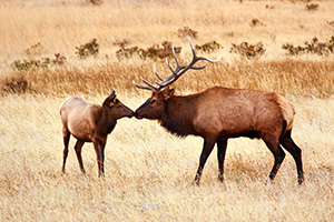 A shared moment between a bull and a cow elk in Rocky Mountain National Park. - Colorado Photograph