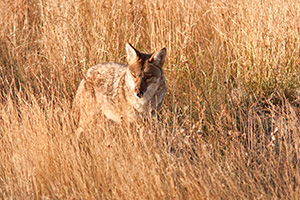 A coyote in Rocky Mountain National Park pauses briefly to survey his surroundings. - Colorado Photograph