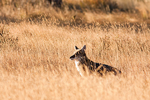 After a quick meal, a wild coyote pauses to bask in the morning sunlight. - Colorado Photograph