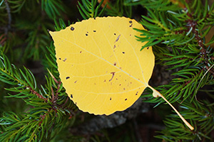 An aspen leaf rests on the branch of an evergreen on the Lumpy Ridge Trail, the yellow of the leaf contrasting with the green foliage. - Colorado Photograph