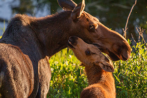 Near the end of the day, in the marshes of the Kawuneeche Valley in western Rocky Mountain National Park, a Moose calf and cow nuzzle in the setting sun before getting ready to bed for the night. - Colorado Wildlife Photograph Photograph