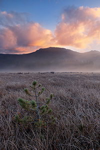 A quiet and serene spot, Big Meadow on the west side of Rocky Mountain National Park is not as busy as the east side of the park.  Here Moose can be found grazing and wandering among the grasses in the open space.  This morning I hiked early to sit quietly with only my thoughts and witnessed this beautiful sunrise among the frost tipped grasses and solitary tree. - Colorado Photograph