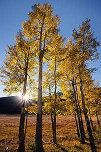 The setting sun shines through aspens over the Never Summer Range in the western part of Rocky Mountain National Park. - Colorado Photograph