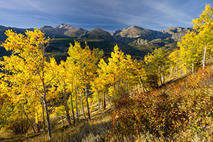 In the early morning, Longs Peak is visible above the autumn trees on the trail to Beirstadt Lake. - Colorado Photograph