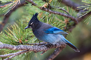 A Steller's Jay rests on a branch near a picnic area in Rocky Mountain National Park. - Colorado Photograph