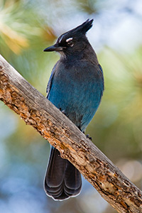 A Steller's Jay rests on a branch near a picnic area in Rocky Mountain National Park. - Colorado Photograph