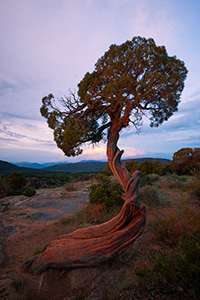 The last bits of sun illuminate this juniper pine at sunset a fiery red while twilight settles in the canyon. - Colorado Landscape Photograph
