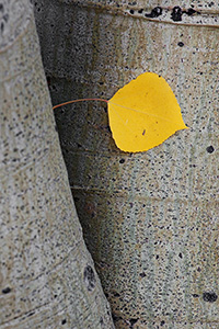 A single autumn aspen leaf peeks out between two aspen tree trunks near Lily Pond in Rocky Mountain National Park. - Colorado Photograph