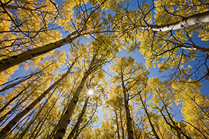 With only an occasional rustle, sunlight streams down on the forest landscape causing the aspen trees to glow with a golden brillance during the autumn in Colorado. - Colorado Photograph