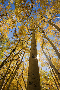 The sun streams through a grove of golden aspens in the fall in Colorado. - Colorado Photograph